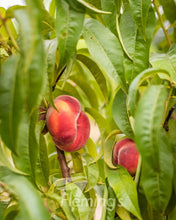 Load image into Gallery viewer, Prunus persica Okee Dokee rtm Orcino (Peach)