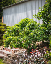 Load image into Gallery viewer, Trixzie® 'Nectazee' Nectarine - Prunus persica