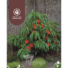 Load image into Gallery viewer, Prunus persica Trixzie rtm Pixzee (Peach) / Nectazee (Nectarine)
