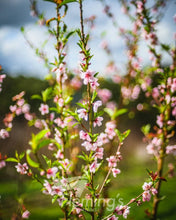 Load image into Gallery viewer, Prunus persica Tropic Beauty  (Peach)