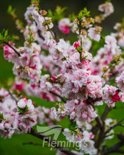 Load image into Gallery viewer, Prunus persica Versicolour Dwarf Flowering Peach