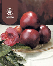 Load image into Gallery viewer, Prunus salicina Mariposa