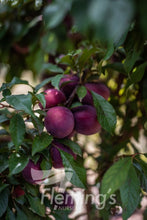 Load image into Gallery viewer, ‘Plumscrumptious’ F2 Fruit® Plum x Apricot Hybrid