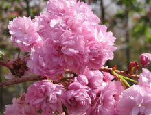 Load image into Gallery viewer, Prunus serrulata Cheals - Weeping Cherry