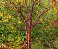 Load image into Gallery viewer, Prunus serrula Tibetan Cherry