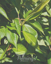 Load image into Gallery viewer, Prunus Shirotae Mount Fuji