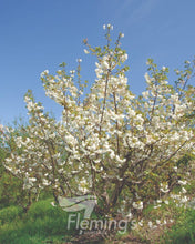 Load image into Gallery viewer, Prunus Shirotae Mount Fuji
