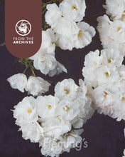 Load image into Gallery viewer, Prunus Shirotae Mount Fuji