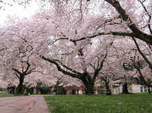 Load image into Gallery viewer, Prunus yedoensis Yoshino Cherry Standard 1.8m