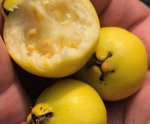 Load image into Gallery viewer, Yellow Strawberry Guava