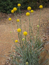 Load image into Gallery viewer, Pycnosorus globosus Billy Buttons