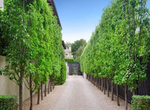 Load image into Gallery viewer, Pyrus calleryana Capital