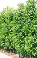 Load image into Gallery viewer, Pyrus calleryana Capital Dwarf