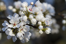 Load image into Gallery viewer, Pyrus calleryana Capital Dwarf