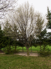 Load image into Gallery viewer, Pyrus calleryana Cleveland Select