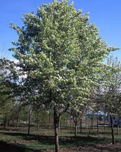 Load image into Gallery viewer, Pyrus calleryana Edgedell