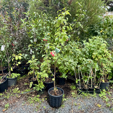 Load image into Gallery viewer, 'Beurre Bosc' Pear - Pyrus communis