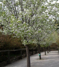 Load image into Gallery viewer, Pyrus nivalis Snow Pear