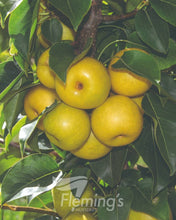 Load image into Gallery viewer, Pyrus pyrifolia Nashi Nijisseiki 20th Century (Pear)