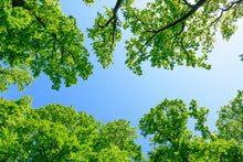 Load image into Gallery viewer, Quercus robur