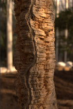 Load image into Gallery viewer, Quercus suber Cork Oak