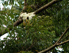 Load image into Gallery viewer, Radermachera sinica