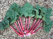 Load image into Gallery viewer, Rheum rhabarbarum Rhubarb