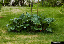Load image into Gallery viewer, Rheum rhabarbarum Rhubarb