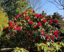 Load image into Gallery viewer, Rhododendron Bibiani
