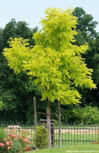 Load image into Gallery viewer, Robinia pseudoacacia Frisia Golden Robinia