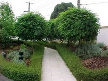 Load image into Gallery viewer, Robinia 'Mop Top' Standards 1.2m