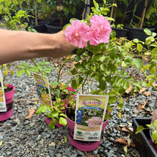 Load image into Gallery viewer, Rose Flower Carpet Appleblossom