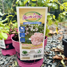 Load image into Gallery viewer, Rose Flower Carpet Appleblossom