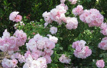 Load image into Gallery viewer, Rose Flower Carpet Appleblossom