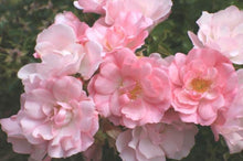 Load image into Gallery viewer, Rose Flower Carpet Appleblossom