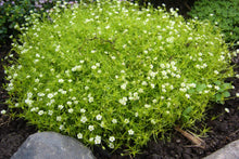 Load image into Gallery viewer, Sagina subulata Aurea Golden Irish Moss