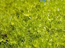 Load image into Gallery viewer, Sagina subulata Aurea Golden Irish Moss