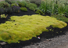 Load image into Gallery viewer, Sagina subulata Aurea Golden Irish Moss