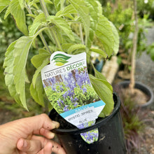 Load image into Gallery viewer, Salvia Mystic Spires