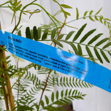 Load image into Gallery viewer, Schinus areira Peppercorn Tree