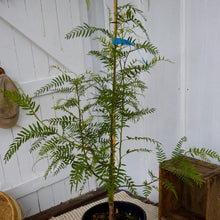 Load image into Gallery viewer, Schinus areira Peppercorn Tree