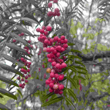 Load image into Gallery viewer, Schinus areira Peppercorn Tree