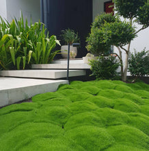 Load image into Gallery viewer, Scleranthus biflorus