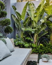 Load image into Gallery viewer, Strelitzia nicolai