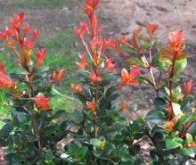 Load image into Gallery viewer, Syzygium australe Orange Twist