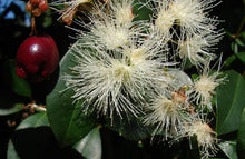 Load image into Gallery viewer, Syzygium australe Winter Lights