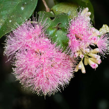 Load image into Gallery viewer, Syzygium Cascade