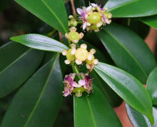 Load image into Gallery viewer, Syzygium papyraceum Paperbark Satinash