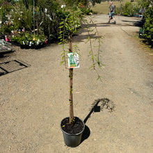 Load image into Gallery viewer, Taxodium distichum Cascade Falls Grafted
