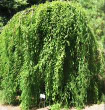 Load image into Gallery viewer, Taxodium distichum Cascade Falls Grafted